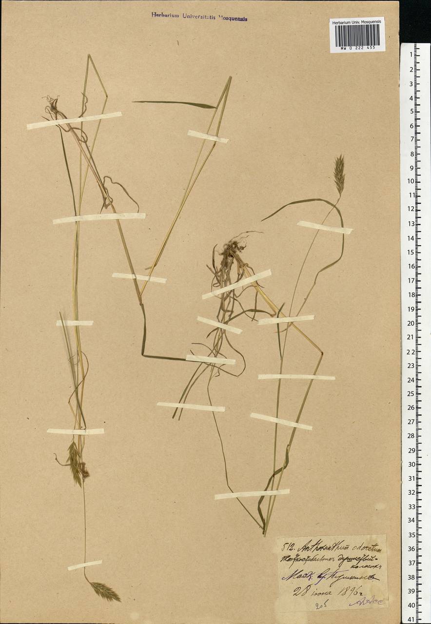 Anthoxanthum odoratum L., Eastern Europe, Moscow region (E4a) (Russia)