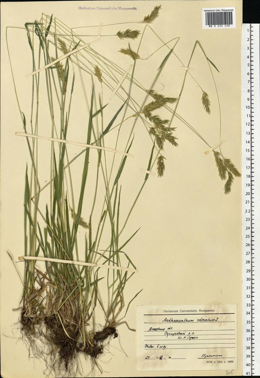 Anthoxanthum odoratum L., Eastern Europe, Moscow region (E4a) (Russia)