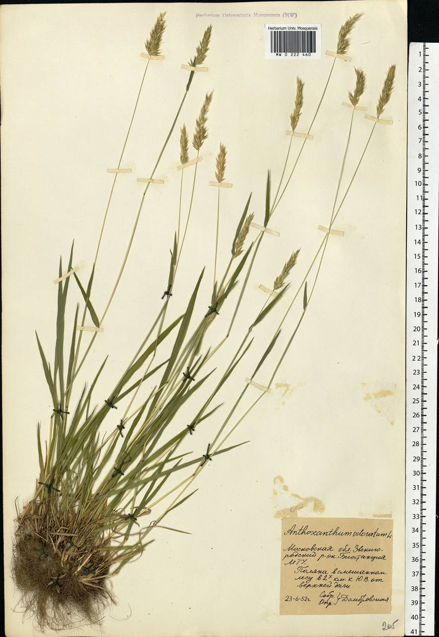 Anthoxanthum odoratum L., Eastern Europe, Moscow region (E4a) (Russia)