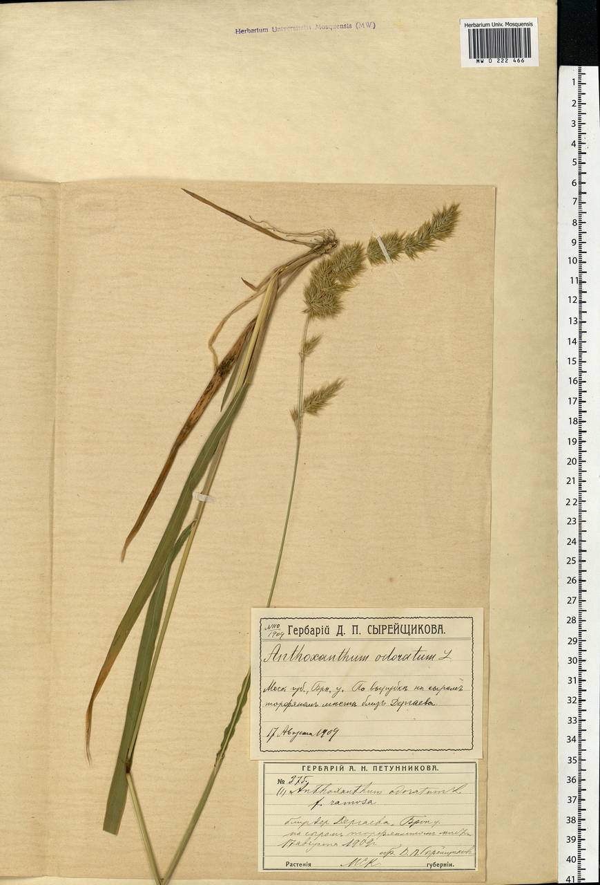 Anthoxanthum odoratum L., Eastern Europe, Moscow region (E4a) (Russia)