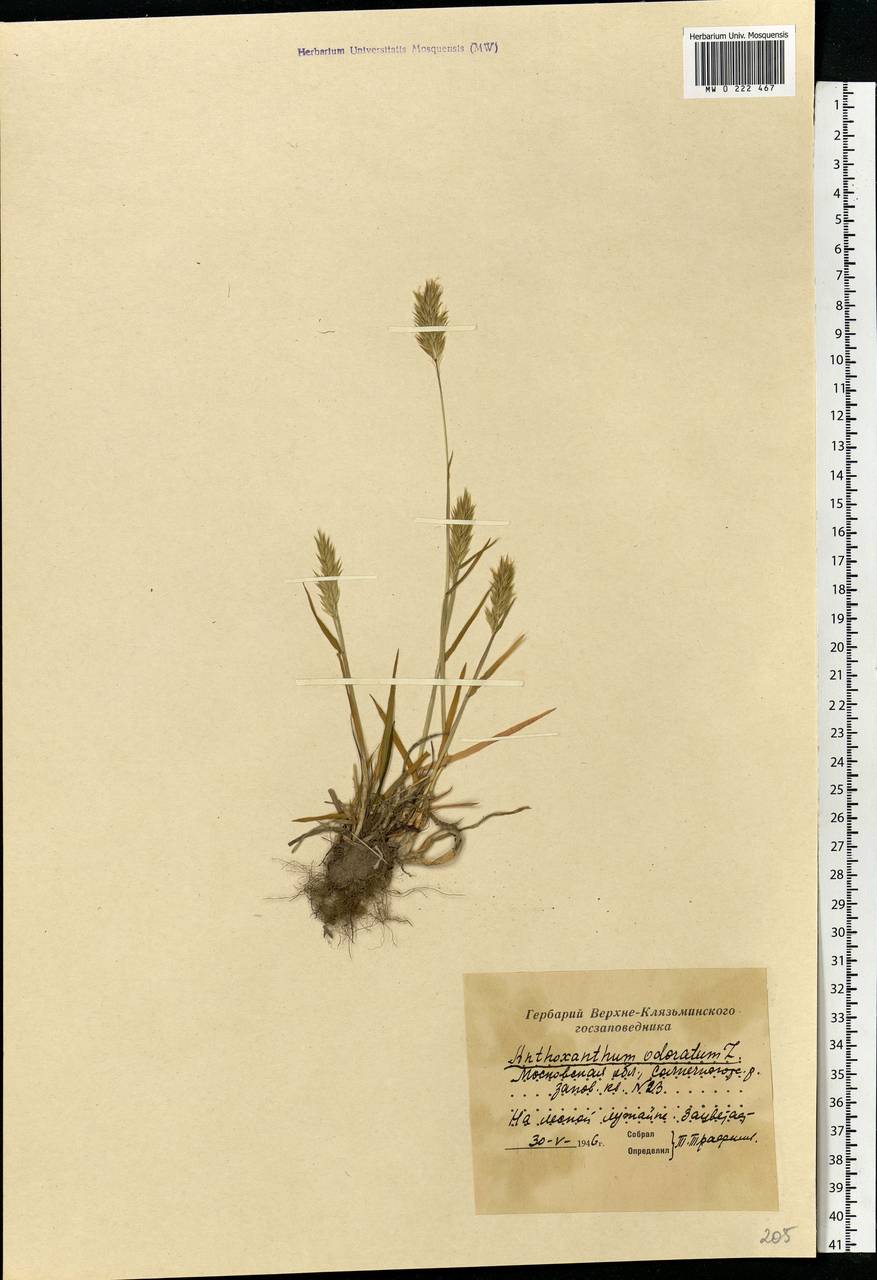 Anthoxanthum odoratum L., Eastern Europe, Moscow region (E4a) (Russia)