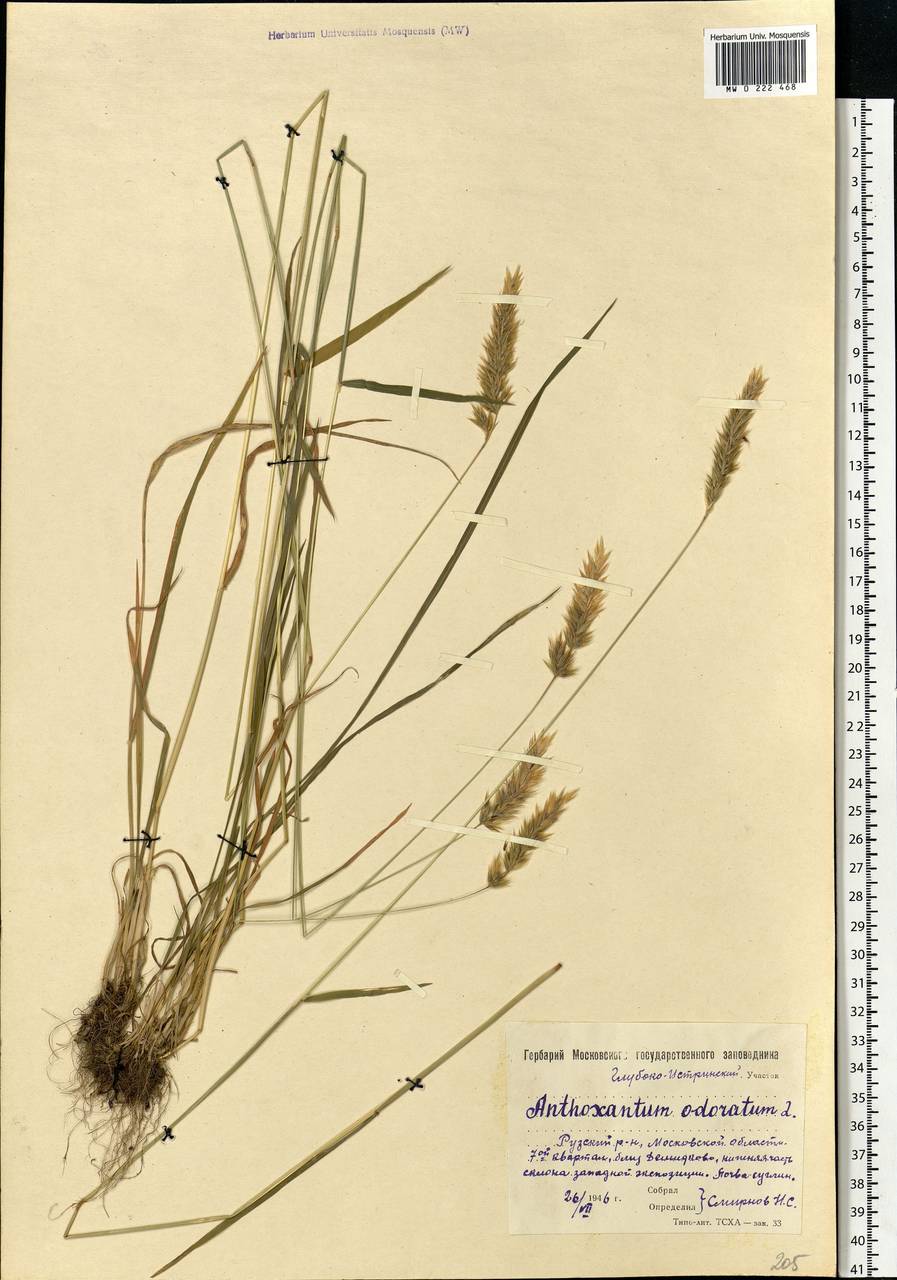 Anthoxanthum odoratum L., Eastern Europe, Moscow region (E4a) (Russia)