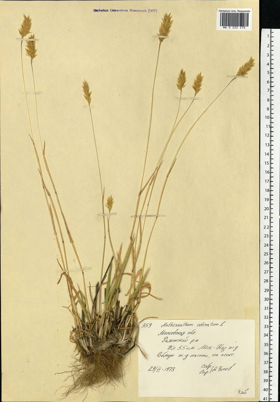 Anthoxanthum odoratum L., Eastern Europe, Moscow region (E4a) (Russia)