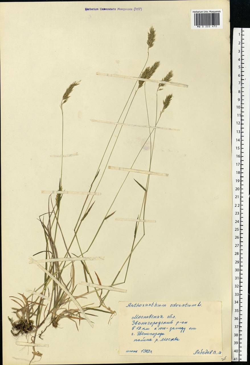 Anthoxanthum odoratum L., Eastern Europe, Moscow region (E4a) (Russia)