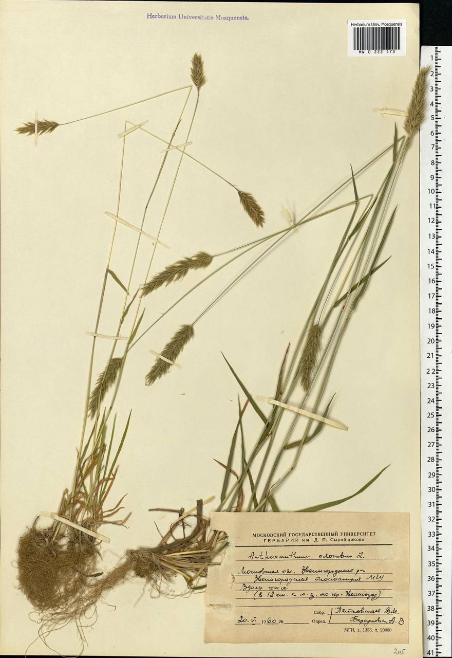 Anthoxanthum odoratum L., Eastern Europe, Moscow region (E4a) (Russia)