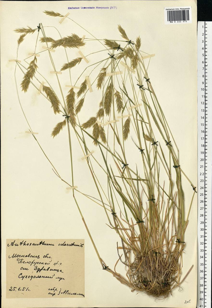 Anthoxanthum odoratum L., Eastern Europe, Moscow region (E4a) (Russia)