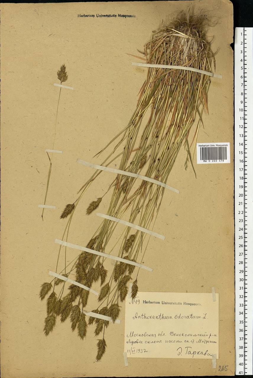 Anthoxanthum odoratum L., Eastern Europe, Moscow region (E4a) (Russia)