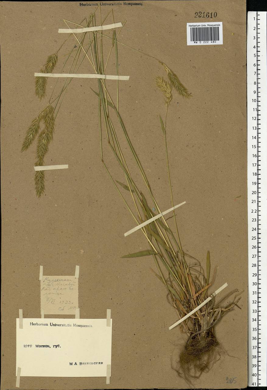 Anthoxanthum odoratum L., Eastern Europe, Moscow region (E4a) (Russia)