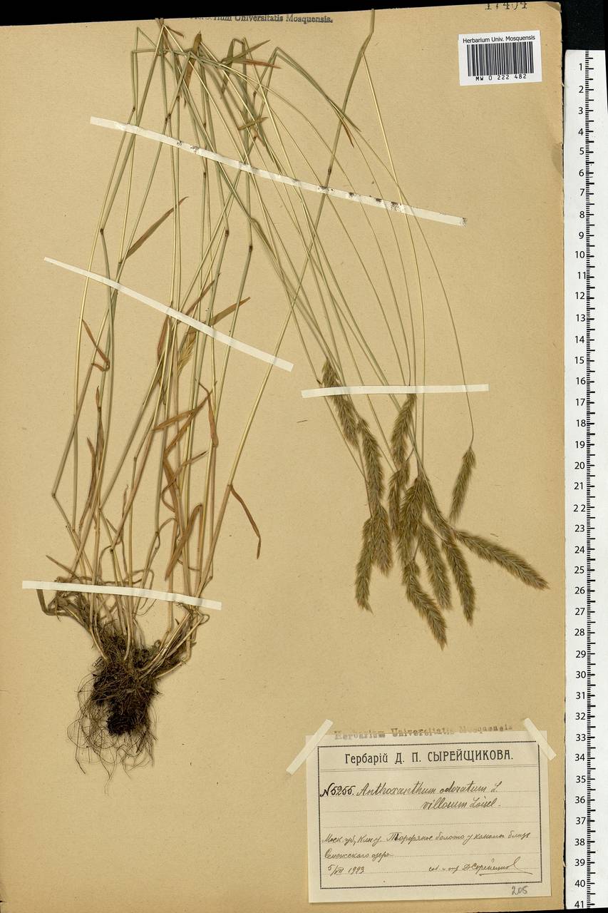 Anthoxanthum odoratum L., Eastern Europe, Moscow region (E4a) (Russia)