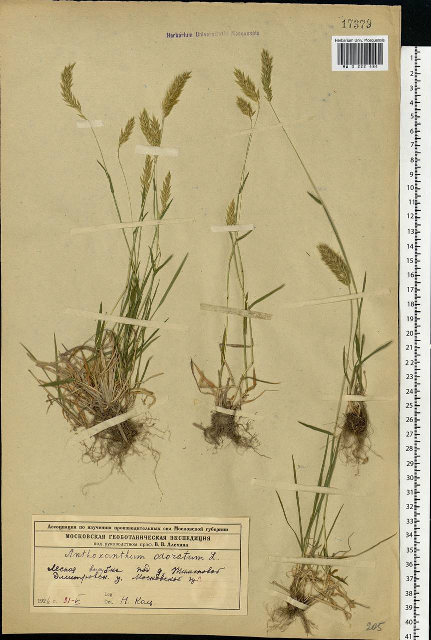 Anthoxanthum odoratum L., Eastern Europe, Moscow region (E4a) (Russia)