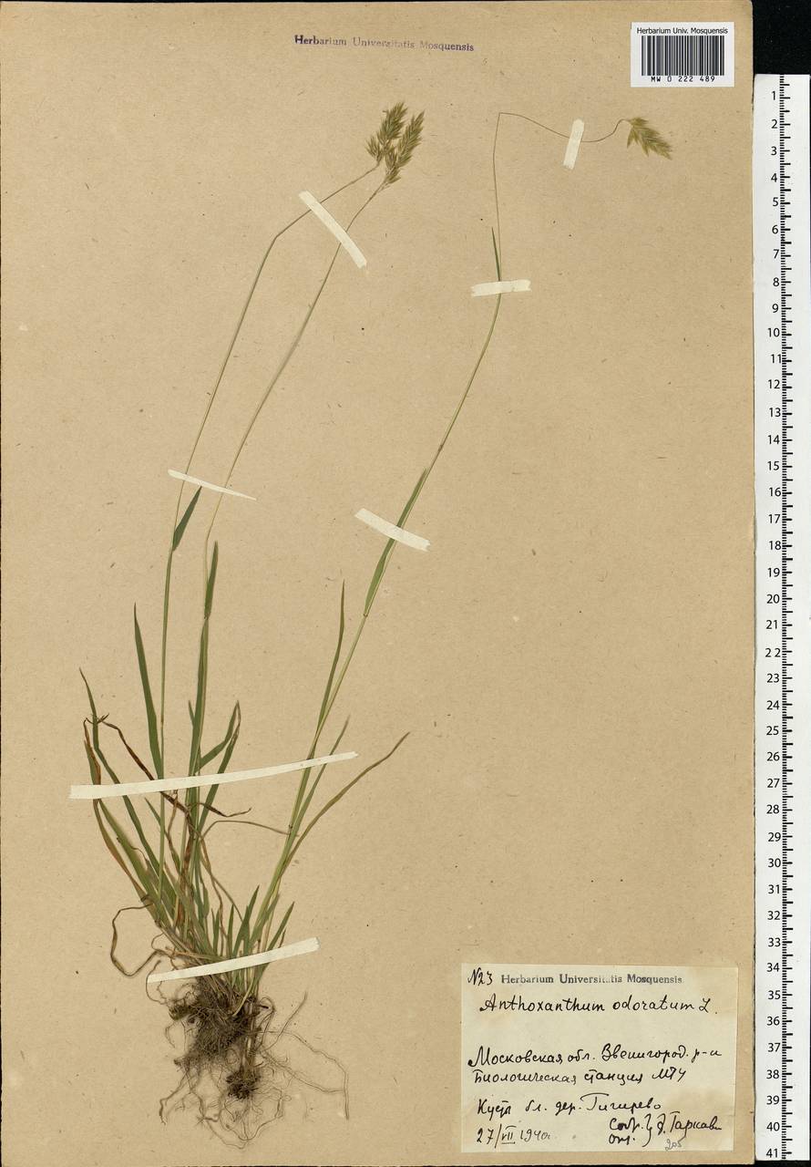 Anthoxanthum odoratum L., Eastern Europe, Moscow region (E4a) (Russia)