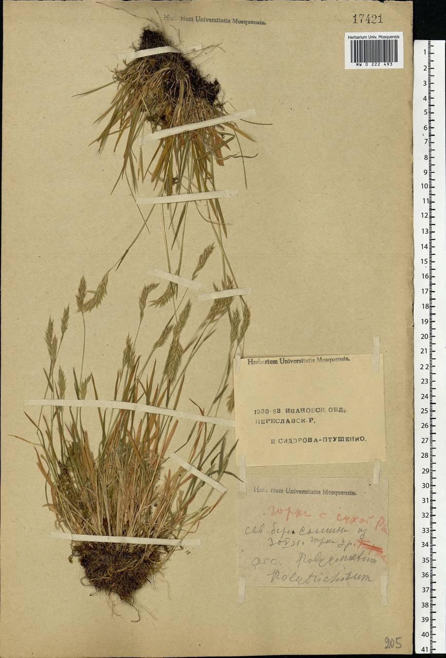 Anthoxanthum odoratum L., Eastern Europe, Central forest region (E5) (Russia)