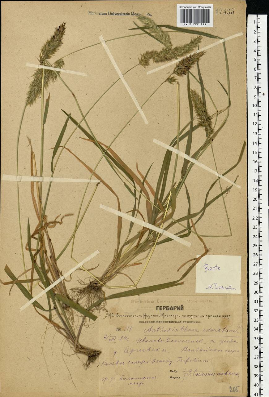 Anthoxanthum odoratum L., Eastern Europe, Central forest region (E5) (Russia)