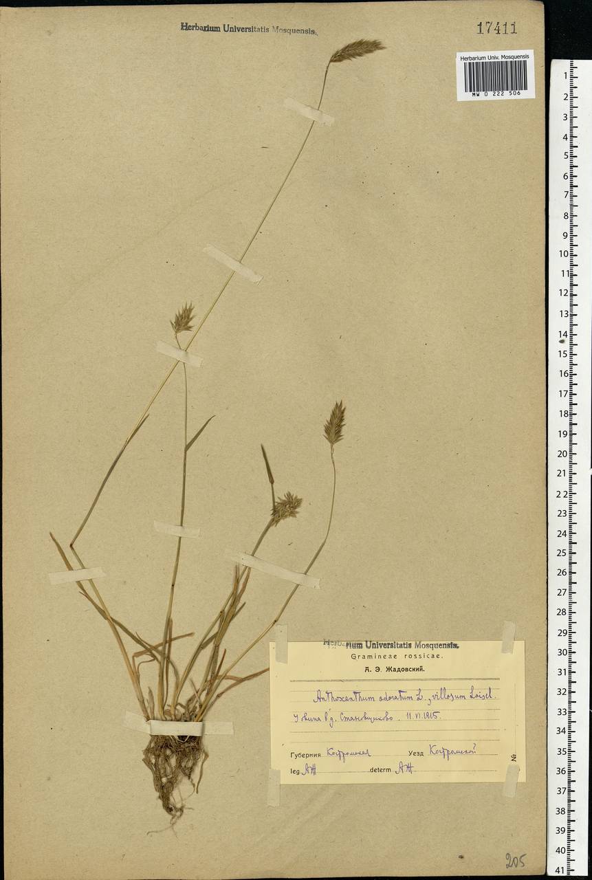 Anthoxanthum odoratum L., Eastern Europe, Central forest region (E5) (Russia)