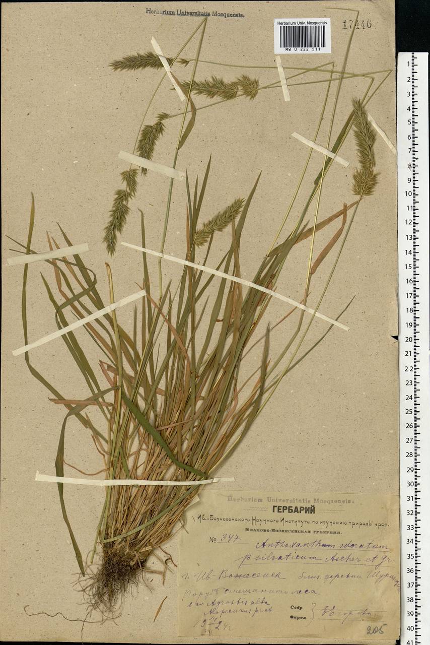Anthoxanthum odoratum L., Eastern Europe, Central forest region (E5) (Russia)