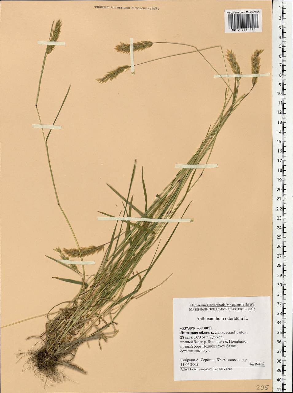 Anthoxanthum odoratum L., Eastern Europe, Central forest-and-steppe region (E6) (Russia)