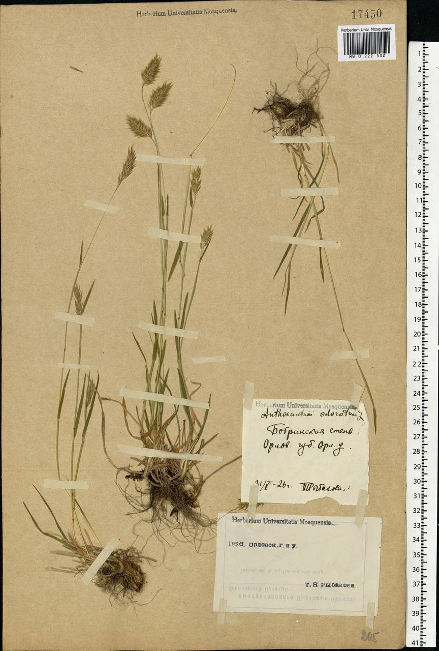 Anthoxanthum odoratum L., Eastern Europe, Central forest-and-steppe region (E6) (Russia)