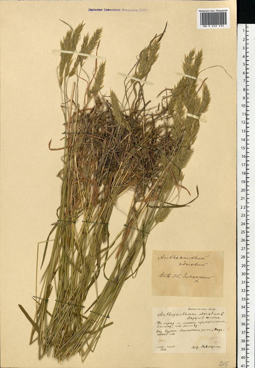 Anthoxanthum odoratum L., Eastern Europe, Central forest-and-steppe region (E6) (Russia)