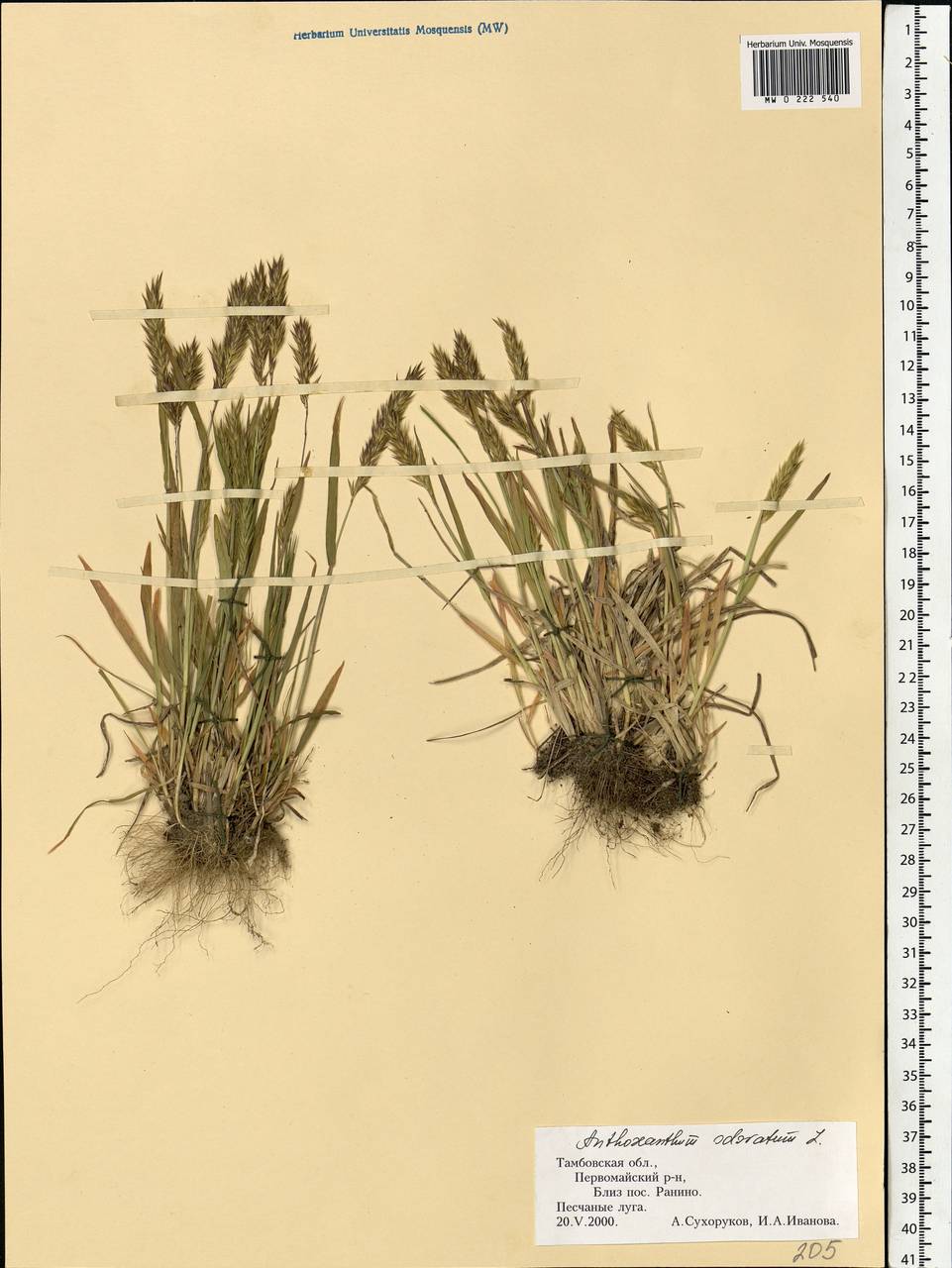 Anthoxanthum odoratum L., Eastern Europe, Central forest-and-steppe region (E6) (Russia)