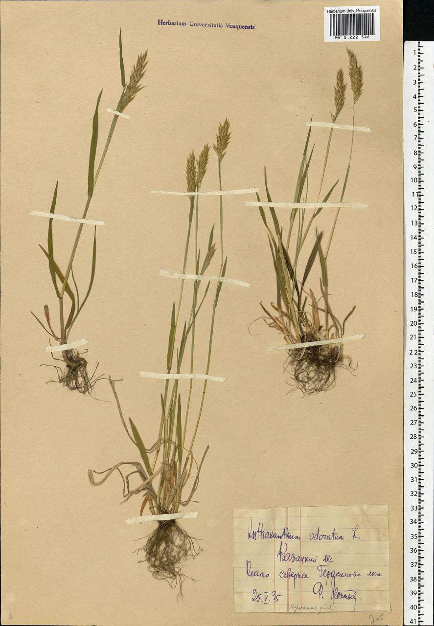 Anthoxanthum odoratum L., Eastern Europe, Central forest-and-steppe region (E6) (Russia)