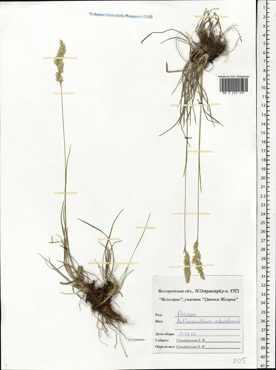 Anthoxanthum odoratum L., Eastern Europe, Central forest-and-steppe region (E6) (Russia)