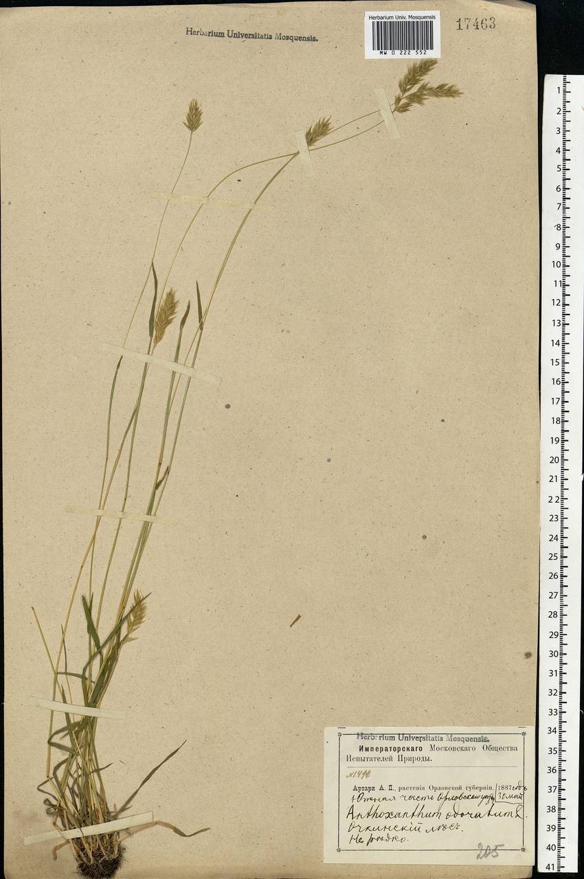 Anthoxanthum odoratum L., Eastern Europe, Central forest-and-steppe region (E6) (Russia)