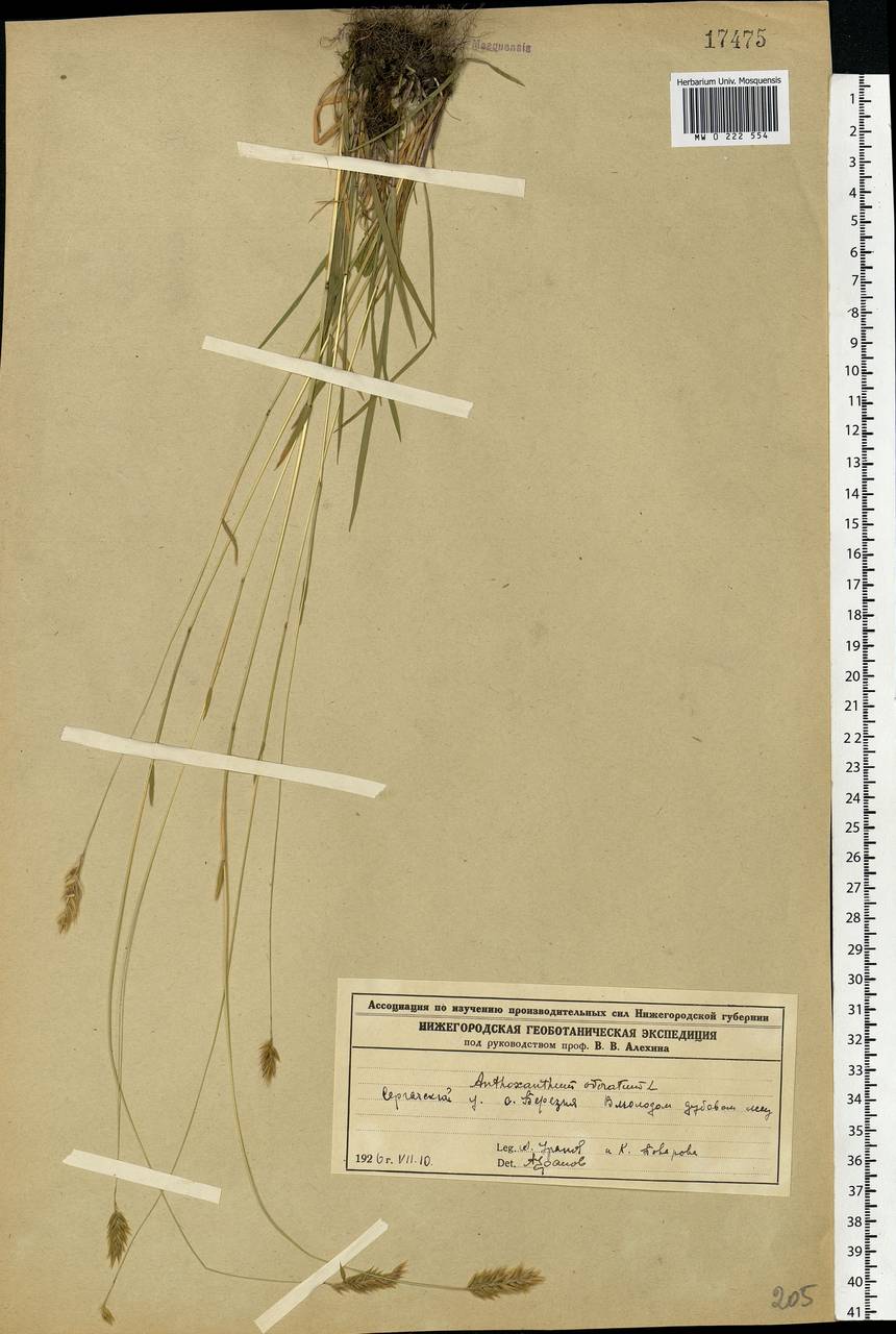 Anthoxanthum odoratum L., Eastern Europe, Volga-Kama region (E7) (Russia)