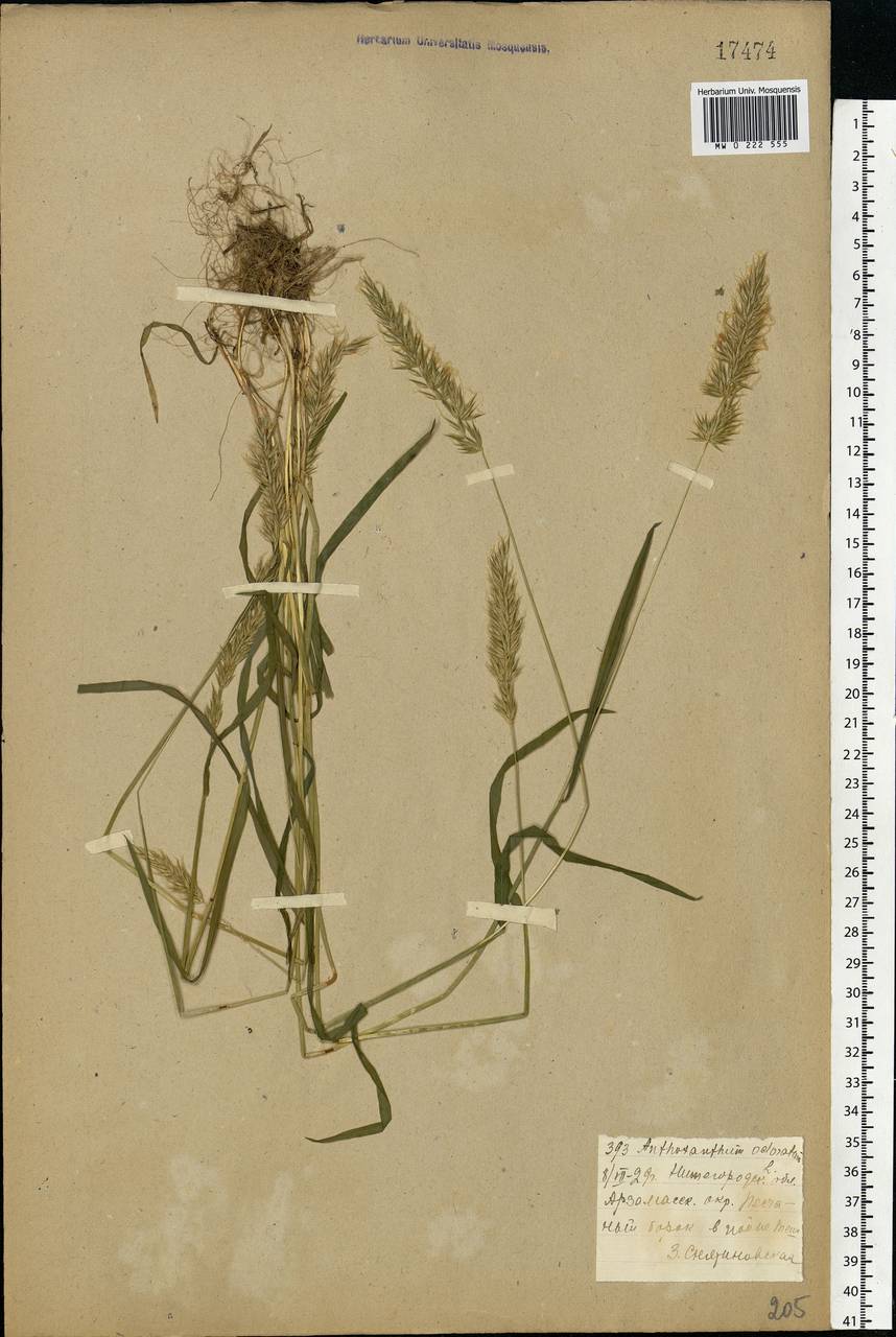 Anthoxanthum odoratum L., Eastern Europe, Volga-Kama region (E7) (Russia)