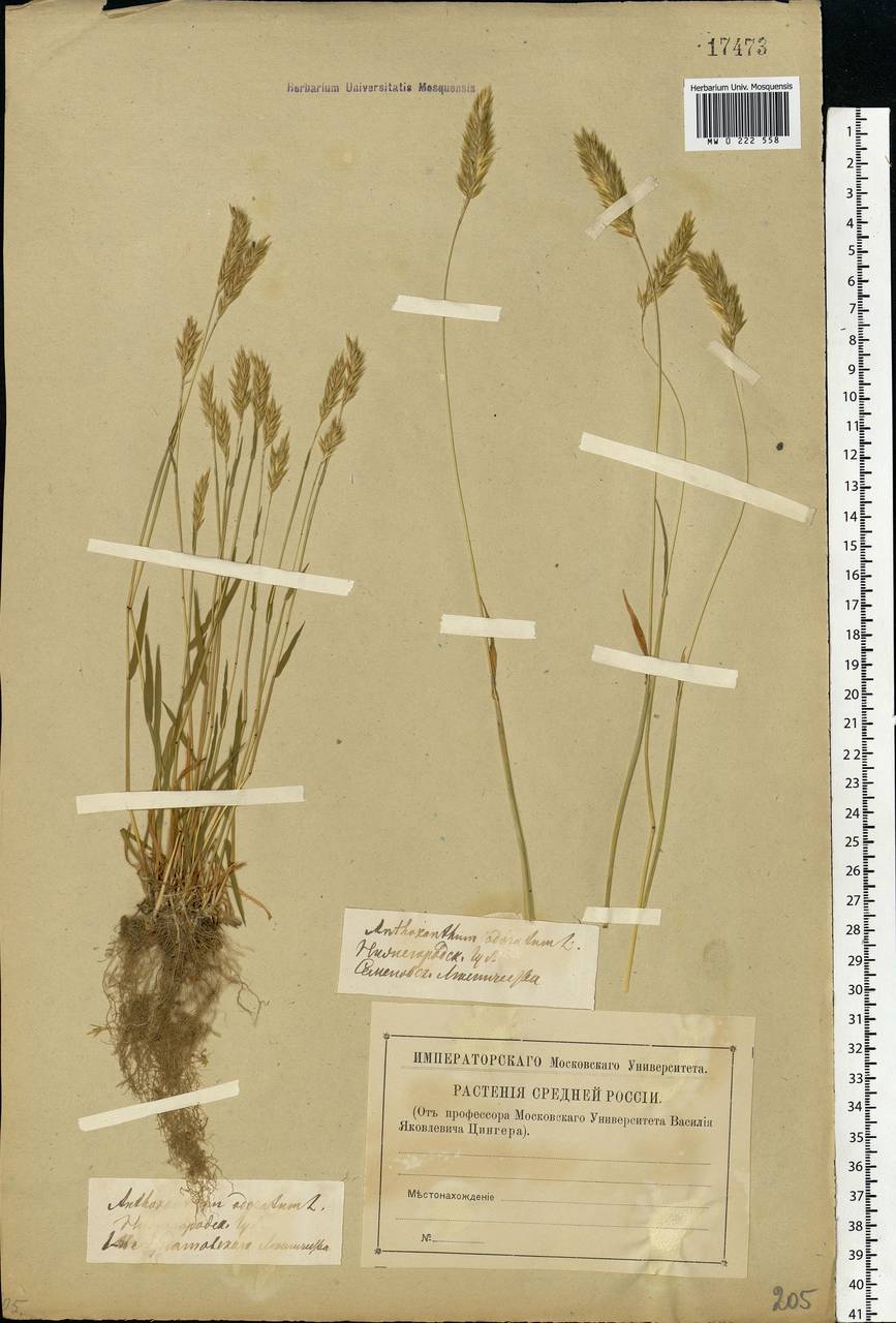 Anthoxanthum odoratum L., Eastern Europe, Volga-Kama region (E7) (Russia)