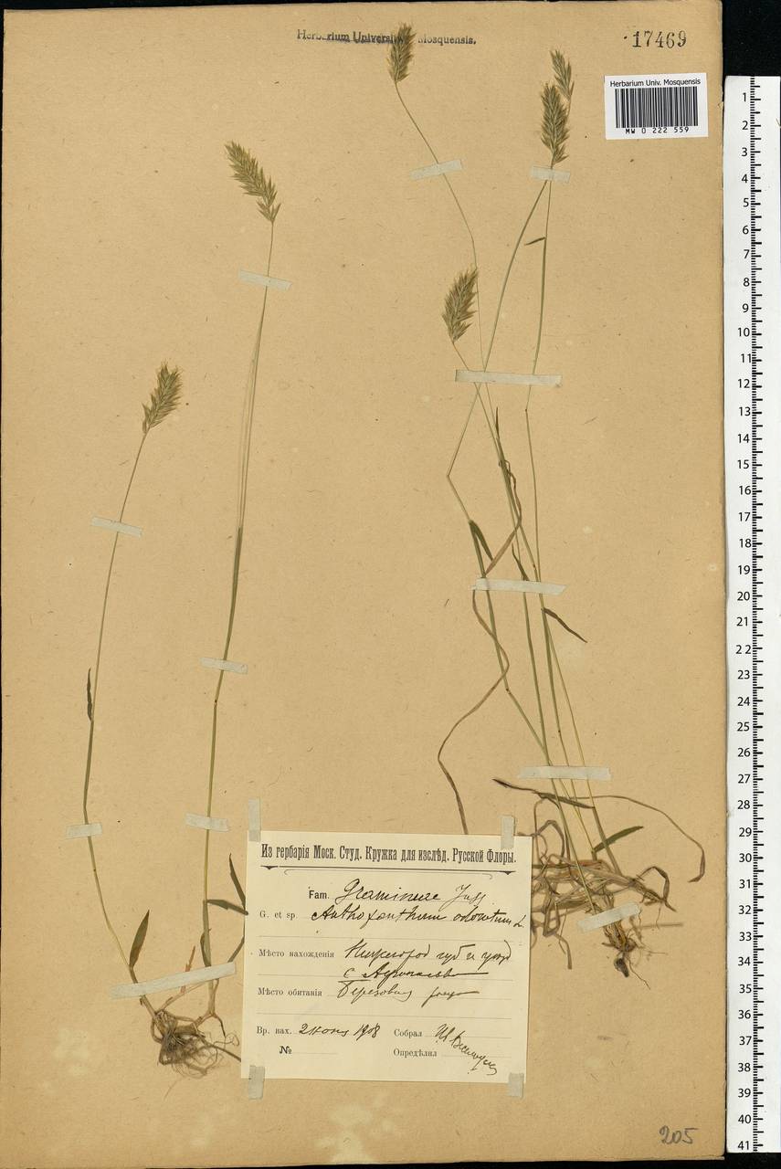 Anthoxanthum odoratum L., Eastern Europe, Volga-Kama region (E7) (Russia)