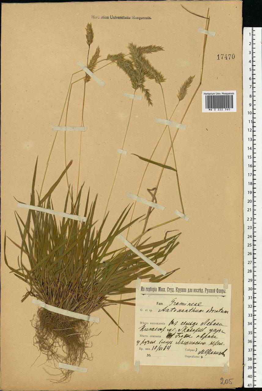 Anthoxanthum odoratum L., Eastern Europe, Volga-Kama region (E7) (Russia)