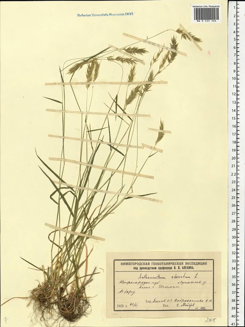 Anthoxanthum odoratum L., Eastern Europe, Volga-Kama region (E7) (Russia)