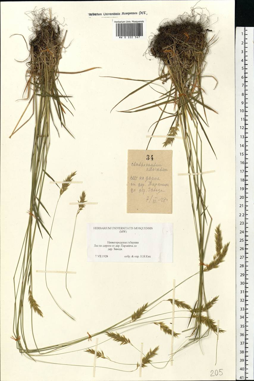 Anthoxanthum odoratum L., Eastern Europe, Volga-Kama region (E7) (Russia)
