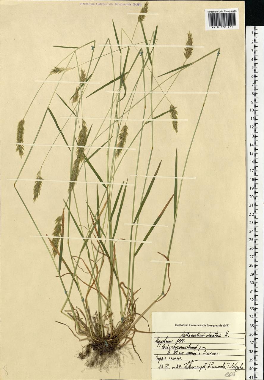 Anthoxanthum odoratum L., Eastern Europe, Middle Volga region (E8) (Russia)