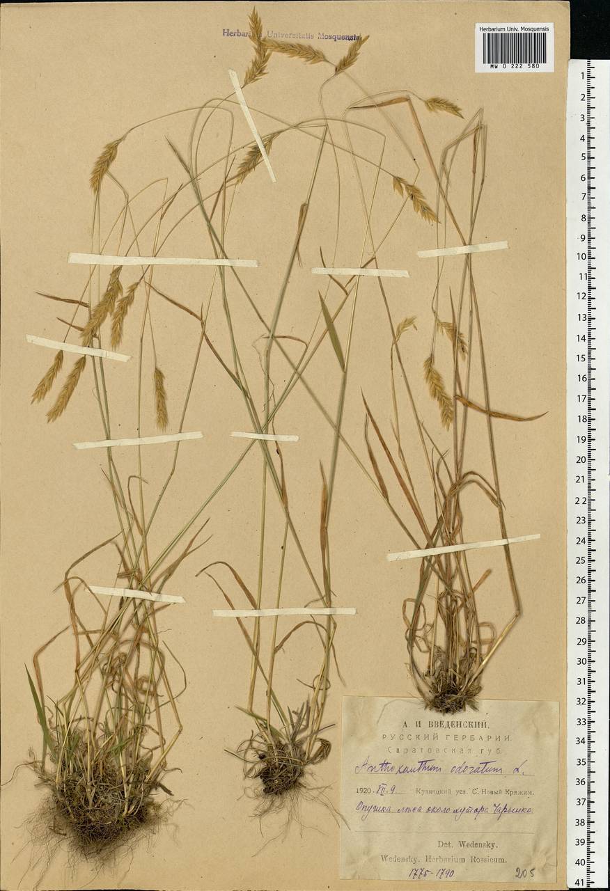 Anthoxanthum odoratum L., Eastern Europe, Middle Volga region (E8) (Russia)