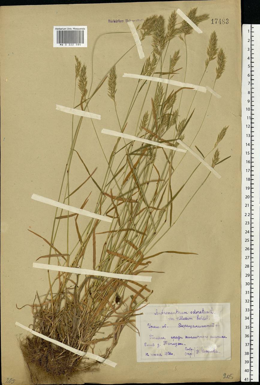 Anthoxanthum odoratum L., Eastern Europe, Eastern region (E10) (Russia)