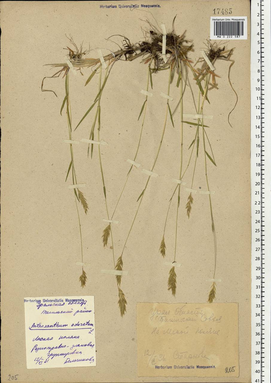 Anthoxanthum odoratum L., Eastern Europe, Eastern region (E10) (Russia)