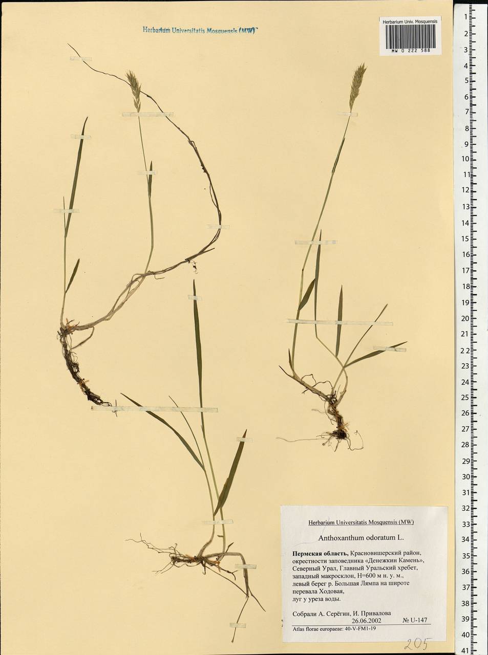Anthoxanthum odoratum L., Eastern Europe, Eastern region (E10) (Russia)