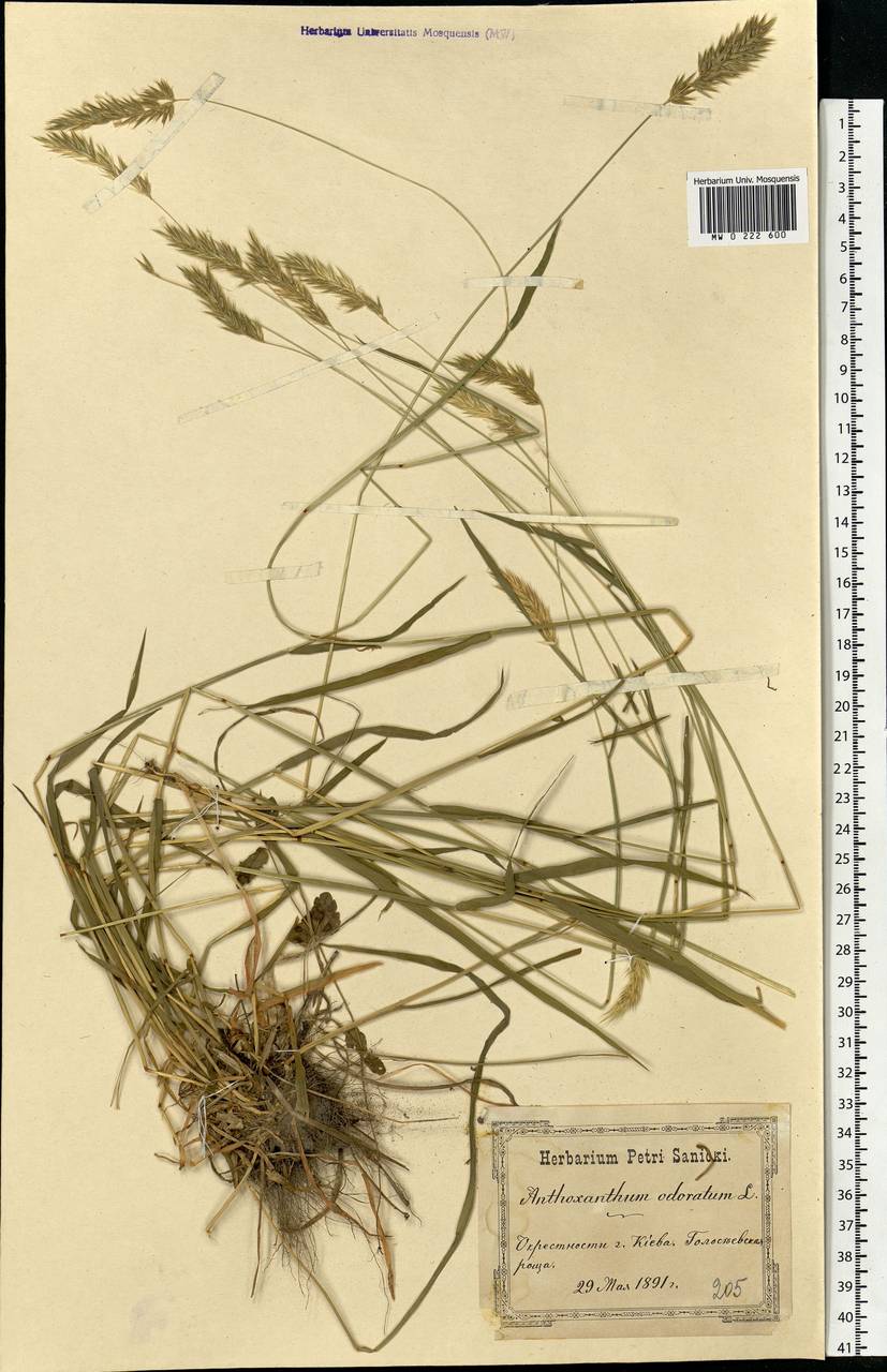 Anthoxanthum odoratum L., Eastern Europe, North Ukrainian region (E11) (Ukraine)