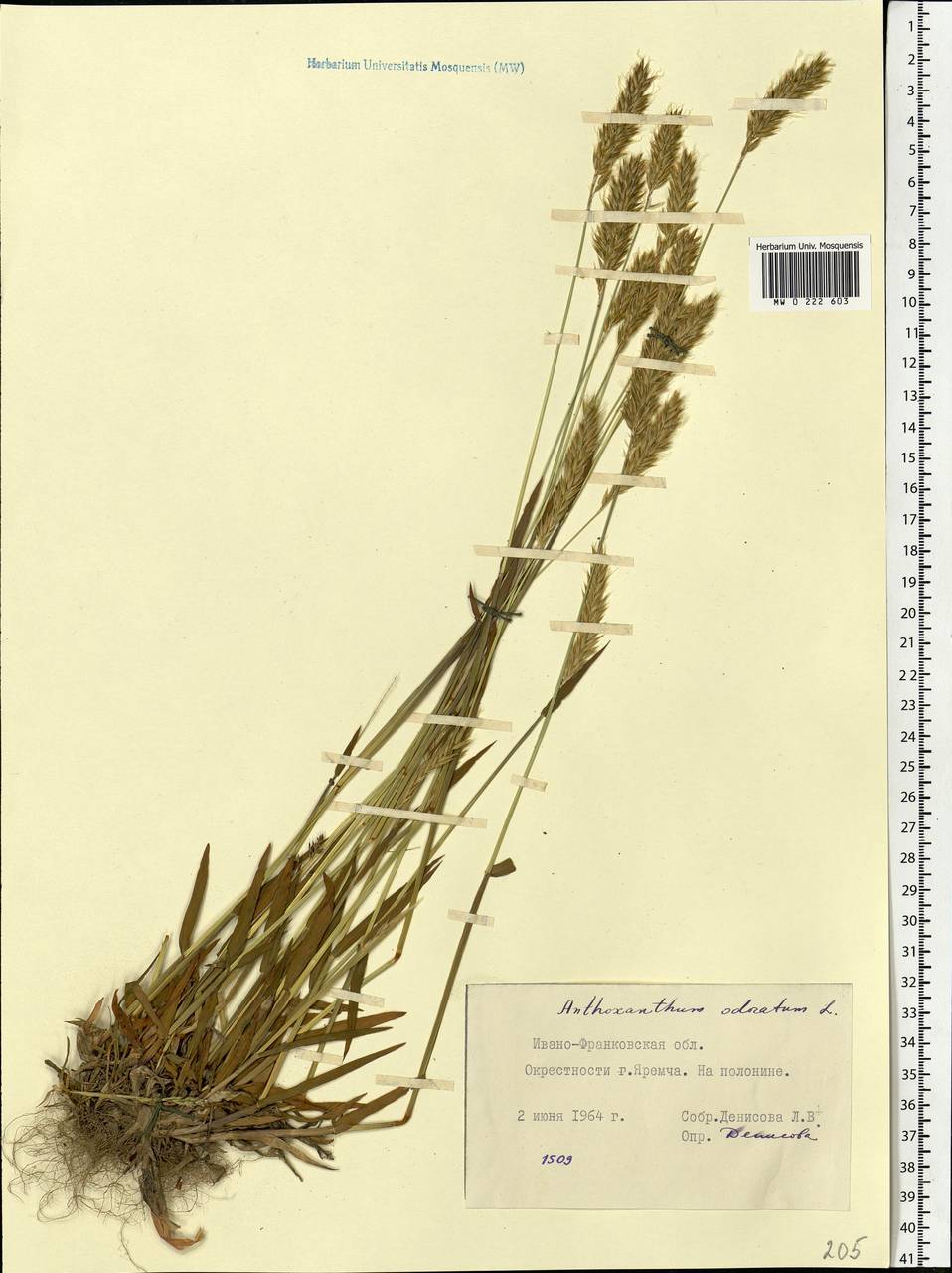 Anthoxanthum odoratum L., Eastern Europe, West Ukrainian region (E13) (Ukraine)