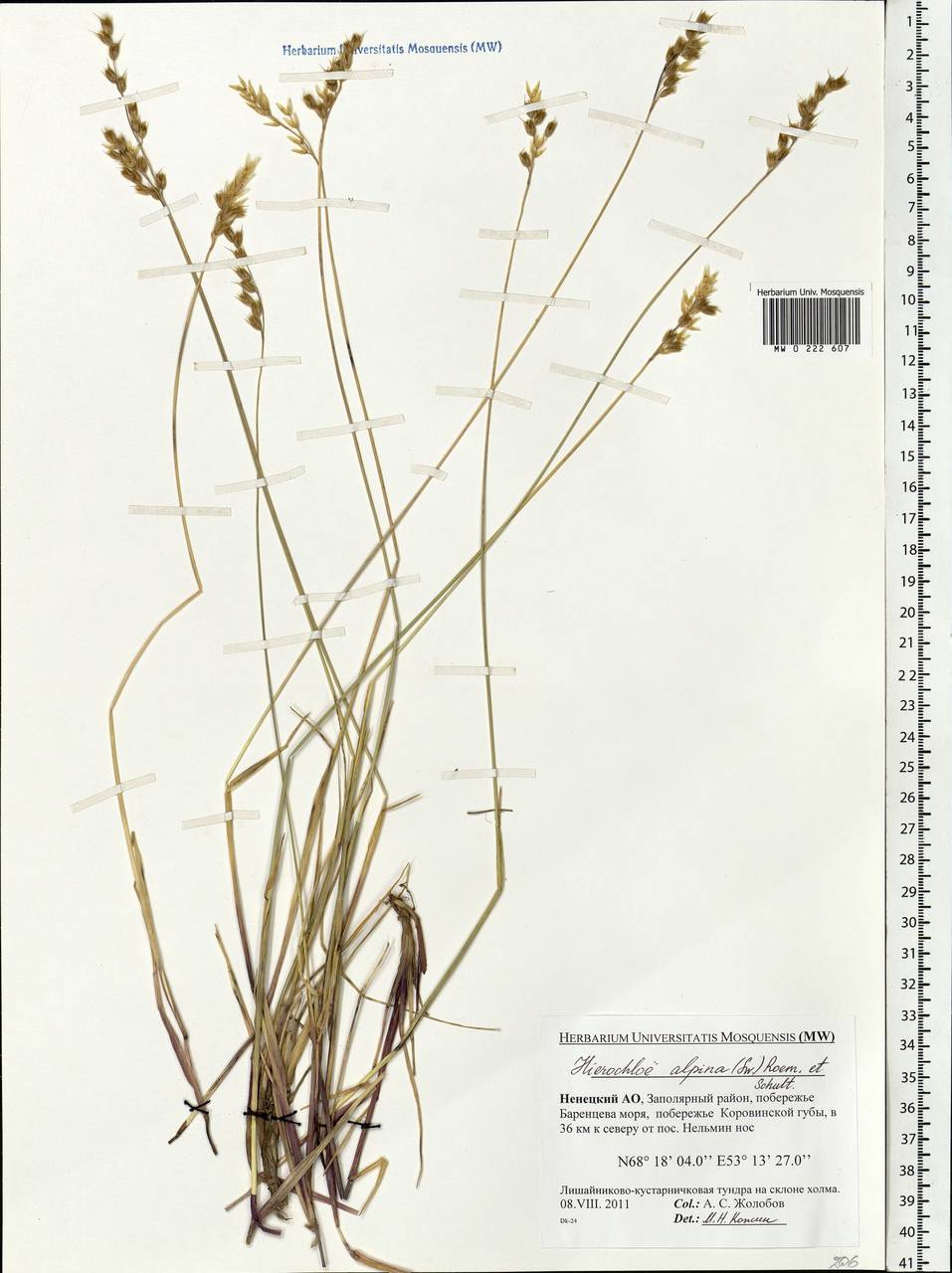 Anthoxanthum monticola (Bigelow) Veldkamp, Eastern Europe, Northern region (E1) (Russia)