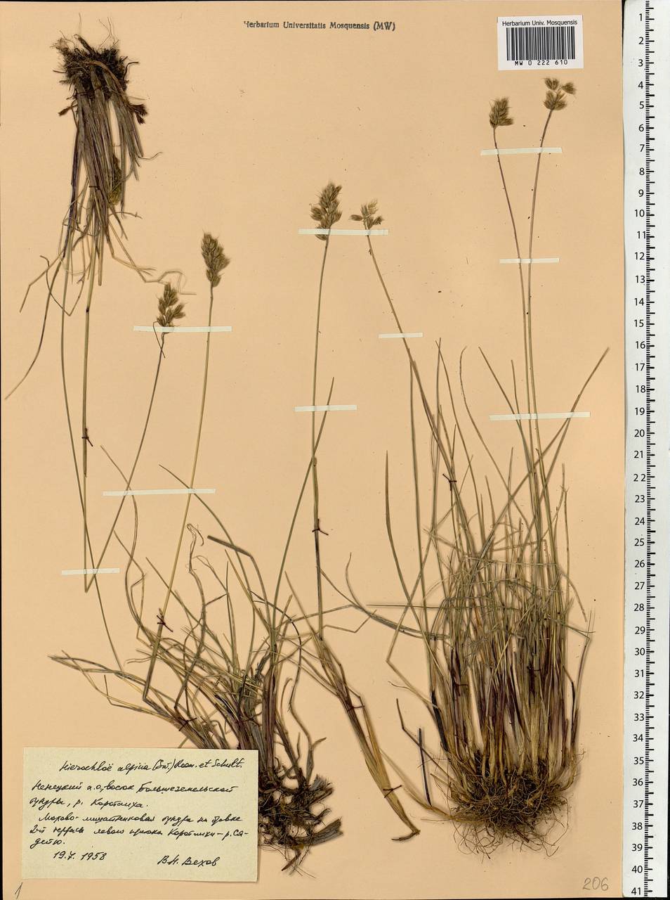 Anthoxanthum monticola (Bigelow) Veldkamp, Eastern Europe, Northern region (E1) (Russia)