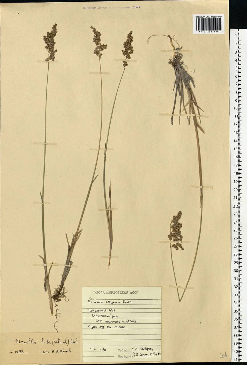 Anthoxanthum nitens (Weber) Y.Schouten & Veldkamp, Eastern Europe, Middle Volga region (E8) (Russia)