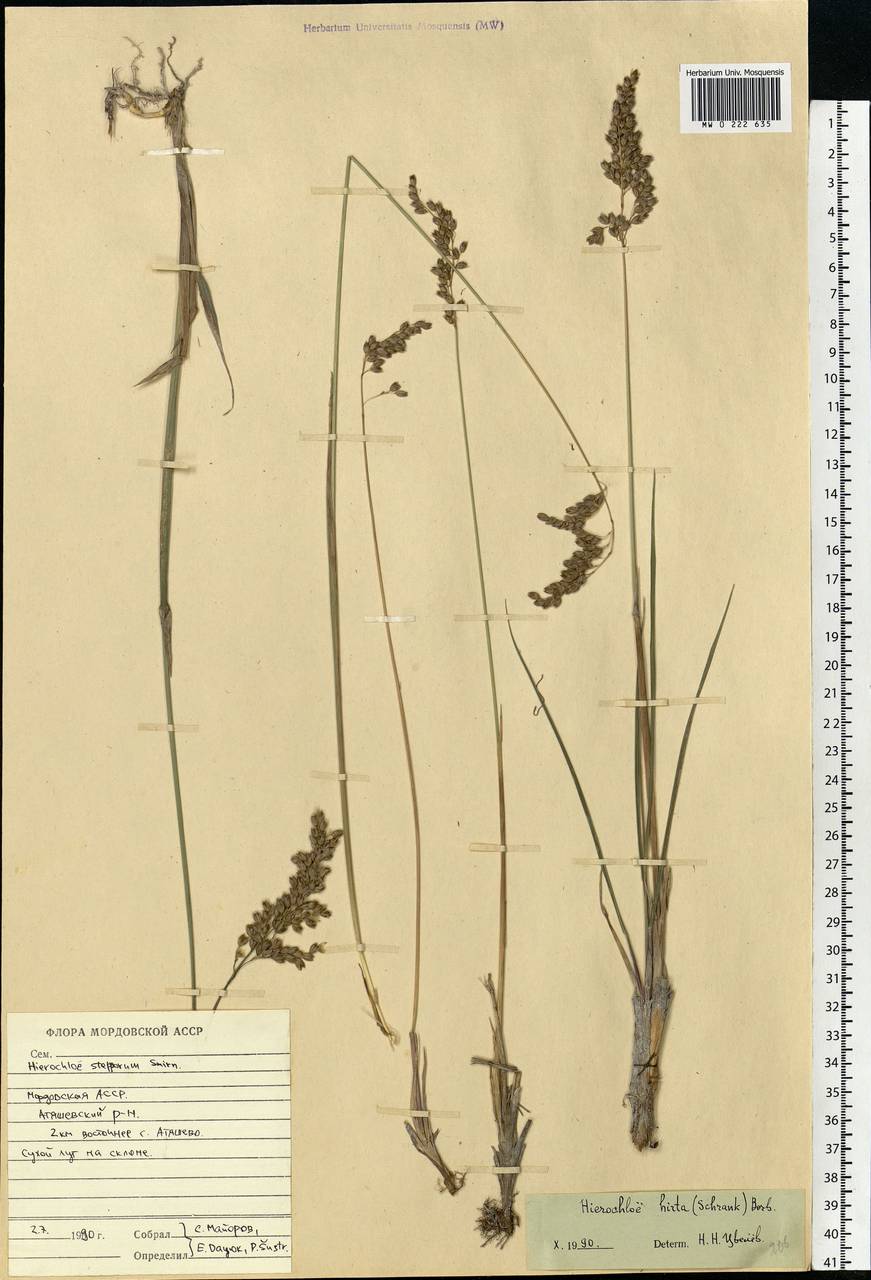 Anthoxanthum nitens (Weber) Y.Schouten & Veldkamp, Eastern Europe, Middle Volga region (E8) (Russia)