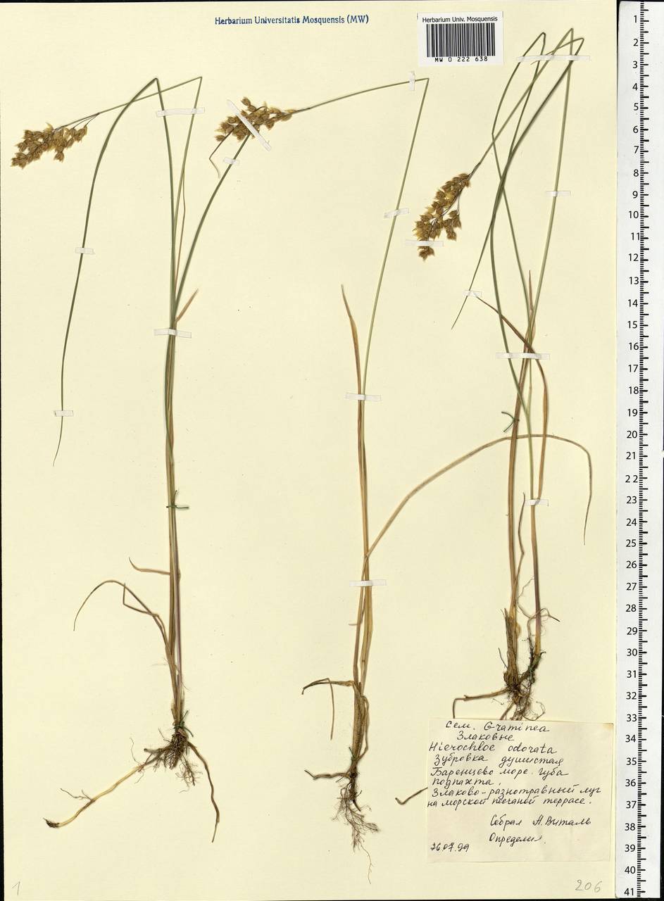 Anthoxanthum nitens (Weber) Y.Schouten & Veldkamp, Eastern Europe, Northern region (E1) (Russia)