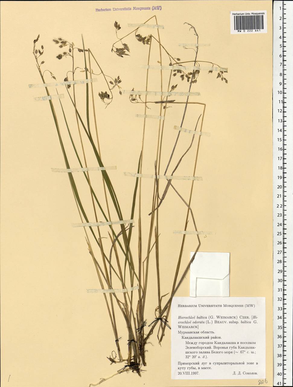 Anthoxanthum nitens (Weber) Y.Schouten & Veldkamp, Eastern Europe, Northern region (E1) (Russia)