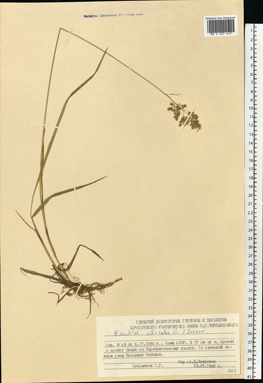 Anthoxanthum nitens (Weber) Y.Schouten & Veldkamp, Eastern Europe, Northern region (E1) (Russia)