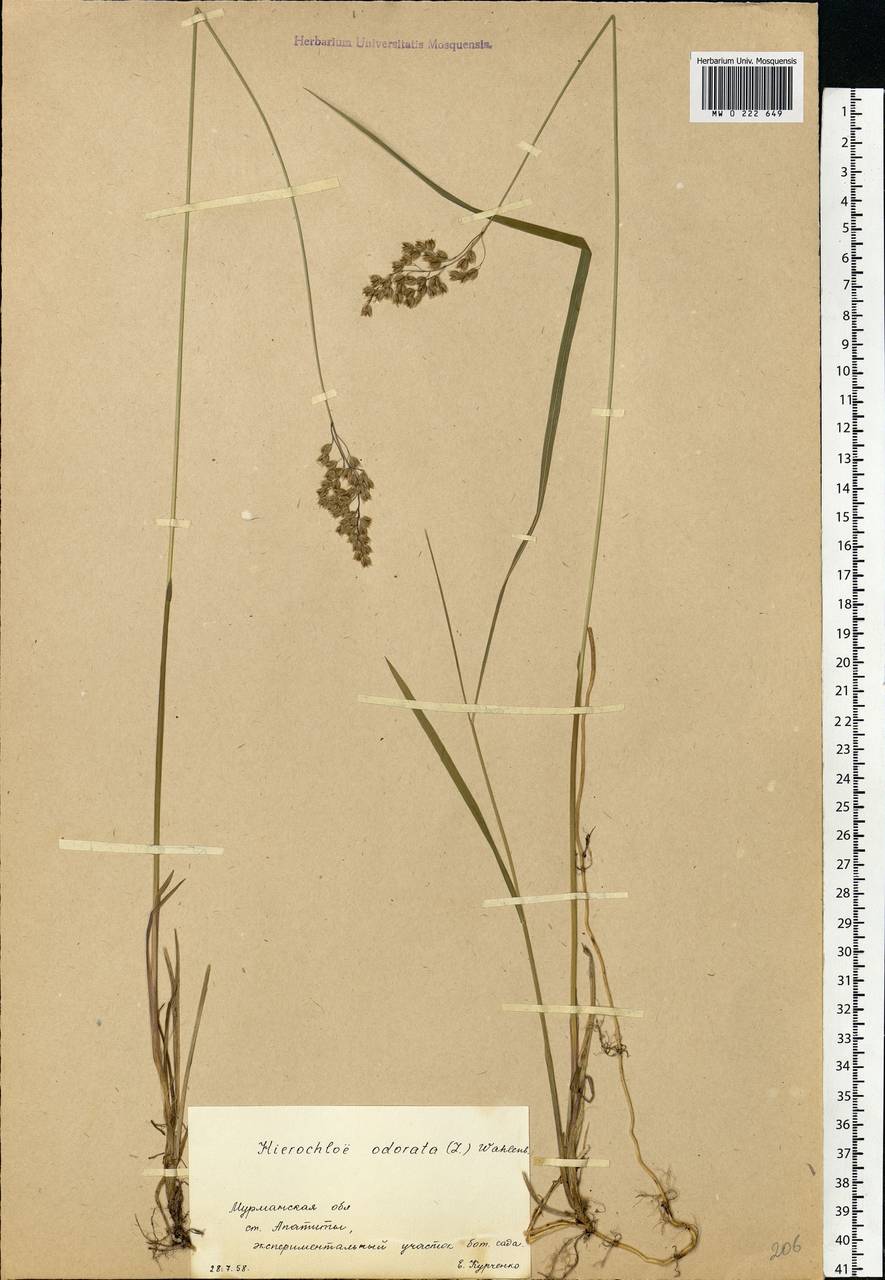 Anthoxanthum nitens (Weber) Y.Schouten & Veldkamp, Eastern Europe, Northern region (E1) (Russia)