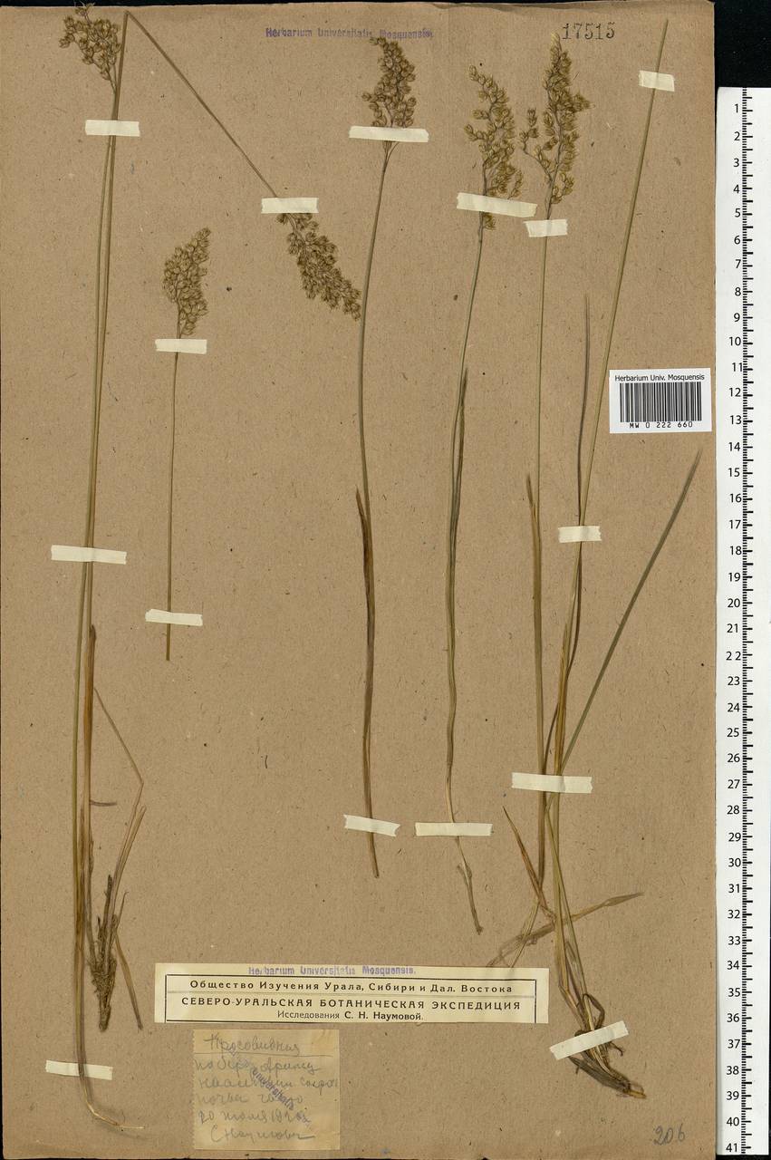 Anthoxanthum nitens (Weber) Y.Schouten & Veldkamp, Eastern Europe, Northern region (E1) (Russia)