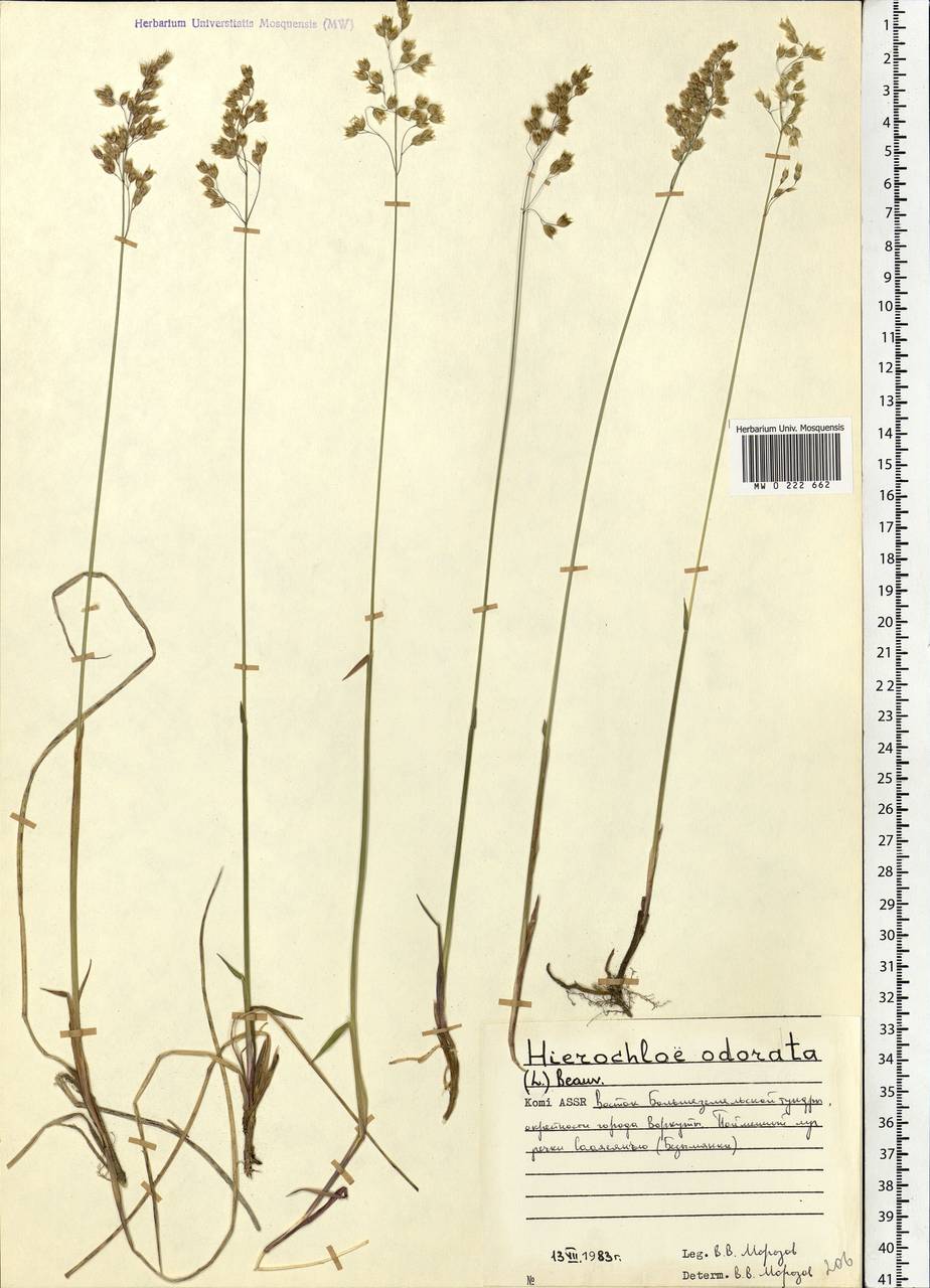 Anthoxanthum nitens (Weber) Y.Schouten & Veldkamp, Eastern Europe, Northern region (E1) (Russia)